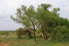 Euphorbia tirucalli